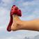 Rafie Slide Sandal in Poppy